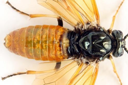 Réf. 272 183 : Arge dimidiata