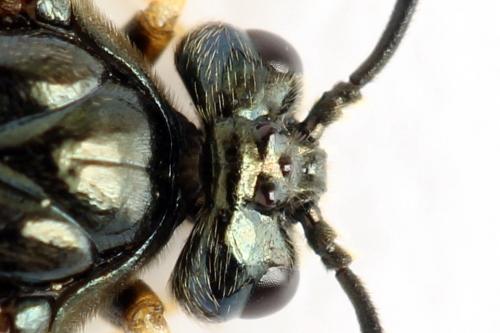 Arge dimidiata