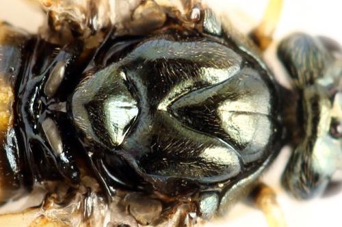 Arge dimidiata