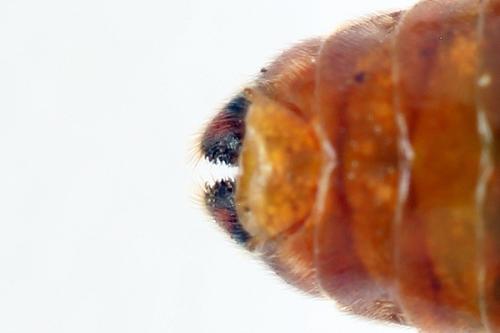 Réf. 272 186 : Arge dimidiata