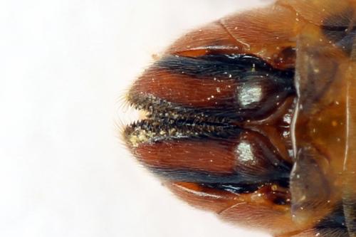 Réf. 272 187 : Arge dimidiata