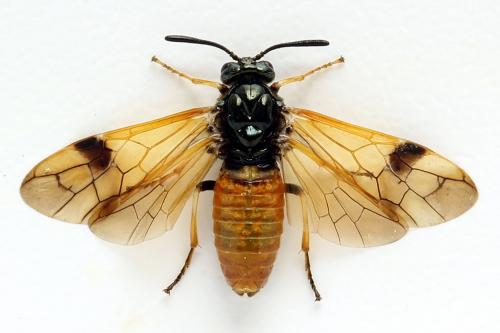 Réf. 272 188 : Arge dimidiata