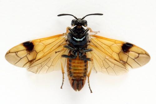 Arge dimidiata