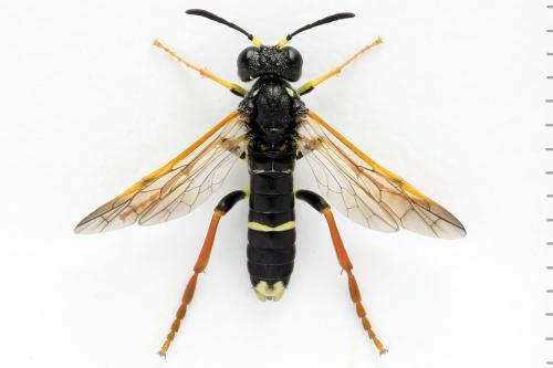 Réf. 272 511 : Tenthredo omissa