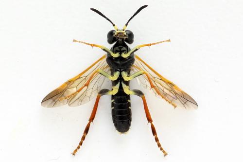 Réf. 272 512 : Tenthredo omissa