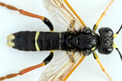 Réf. 272 513 : Tenthredo omissa