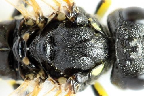 Réf. 272 514 : Tenthredo omissa