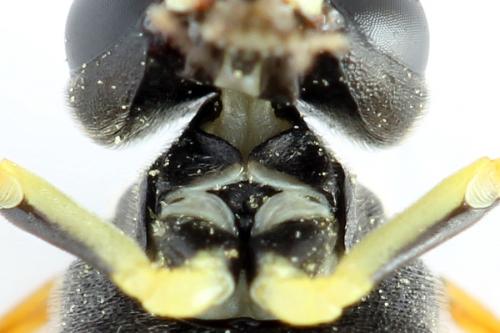 Réf. 272 516 : Tenthredo omissa