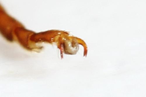 Réf. 272 517 : Tenthredo omissa