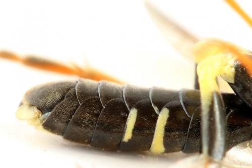 Réf. 272 521 : Tenthredo omissa