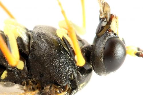 Réf. 272 522 : Tenthredo omissa