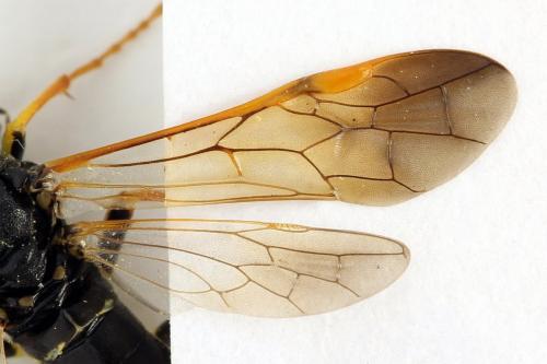 Tenthredo omissa