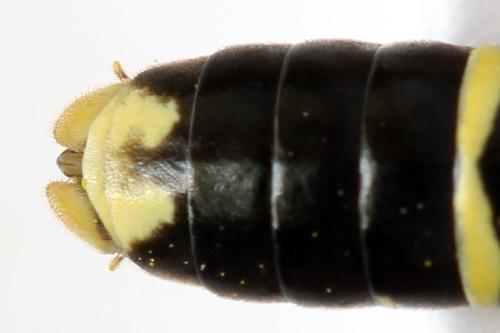 Tenthredo omissa
