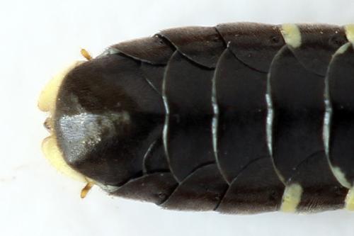 Tenthredo omissa