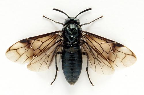 Arge sp.