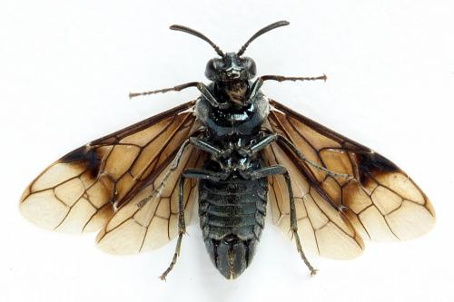 Arge sp.