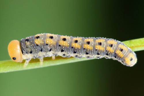 Zonuledo amoena