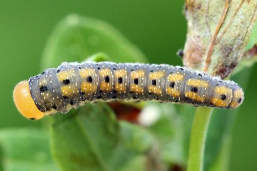 Zonuledo amoena