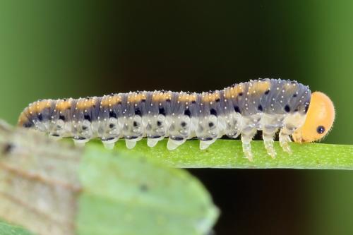 Réf. 272 357 : Zonuledo amoena