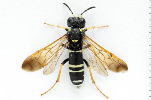 Réf. 272 482 : Tenthredo omissa