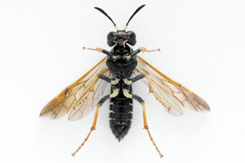 Réf. 272 483 : Tenthredo omissa