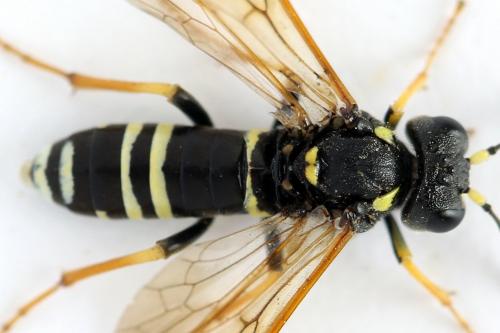 Réf. 272 484 : Tenthredo omissa