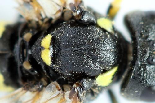 Réf. 272 485 : Tenthredo omissa