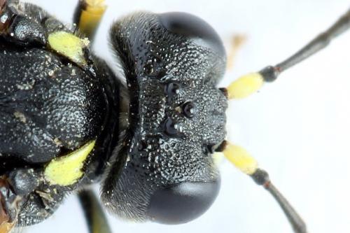Réf. 272 486 : Tenthredo omissa