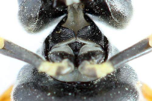 Réf. 272 487 : Tenthredo omissa