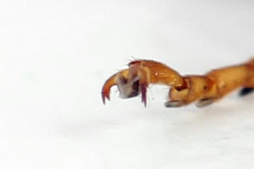 Réf. 272 488 : Tenthredo omissa