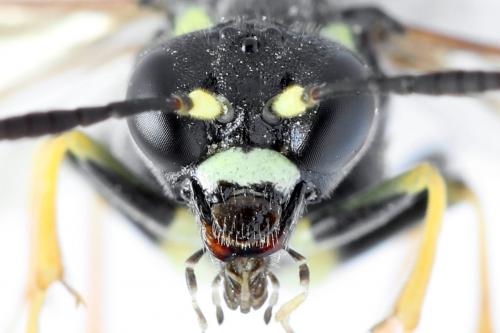 Réf. 272 489 : Tenthredo omissa