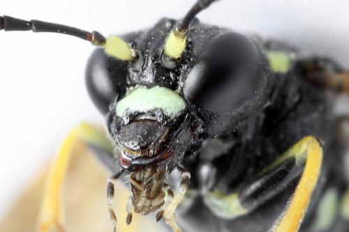 Réf. 272 490 : Tenthredo omissa