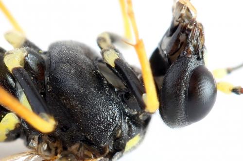 Réf. 272 493 : Tenthredo omissa