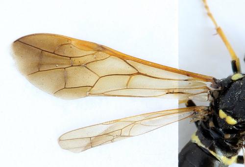 Réf. 272 494 : Tenthredo omissa