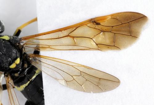 Réf. 272 495 : Tenthredo omissa