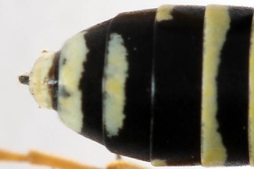 Réf. 272 496 : Tenthredo omissa