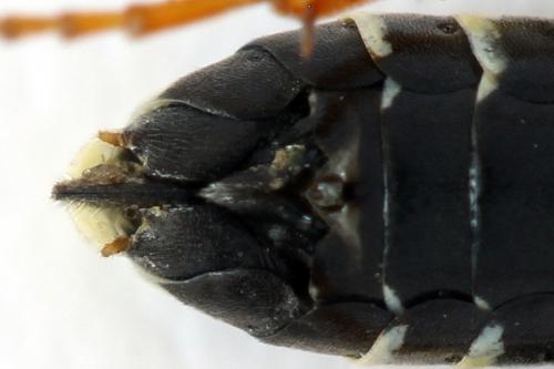 Réf. 272 497 : Tenthredo omissa