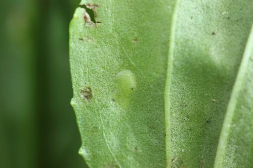 Réf. 272 498 : Tenthredo omissa