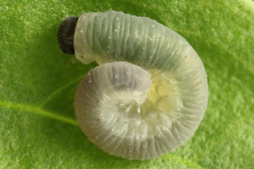 Réf. 272 500 : Tenthredo omissa