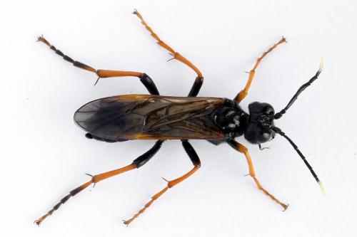 Réf. 272 456 : Tenthredo crassa