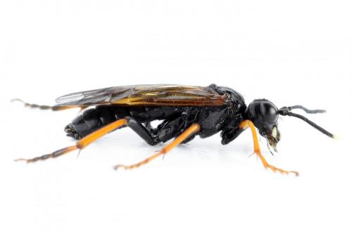 Réf. 272 457 : Tenthredo crassa