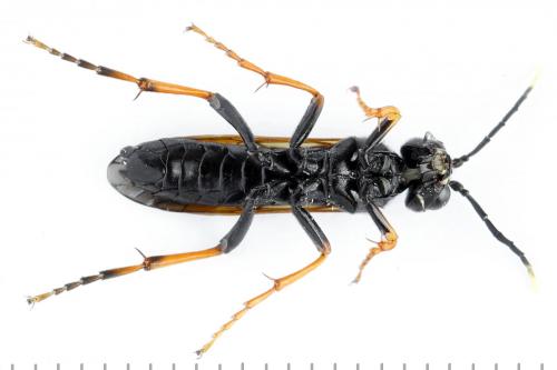 Réf. 272 458 : Tenthredo crassa