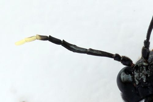 Réf. 272 459 : Tenthredo crassa
