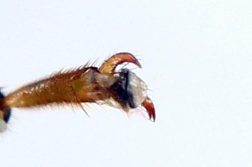 Réf. 272 460 : Tenthredo crassa