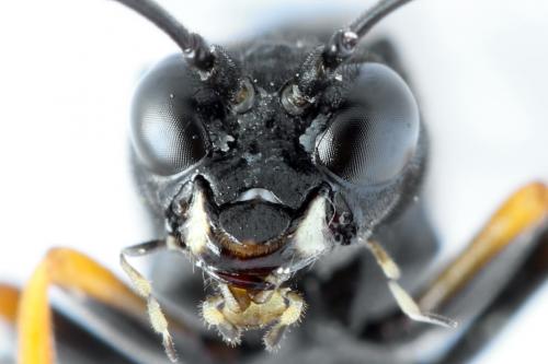 Réf. 272 461 : Tenthredo crassa