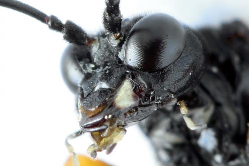 Réf. 272 462 : Tenthredo crassa