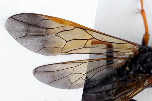 Réf. 272 466 : Tenthredo crassa