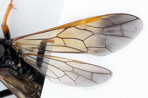 Réf. 272 467 : Tenthredo crassa