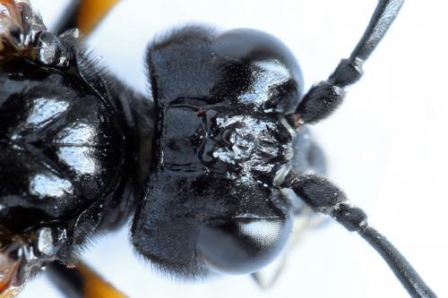 Réf. 272 472 : Tenthredo crassa