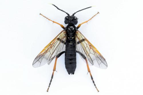 Tenthredo crassa